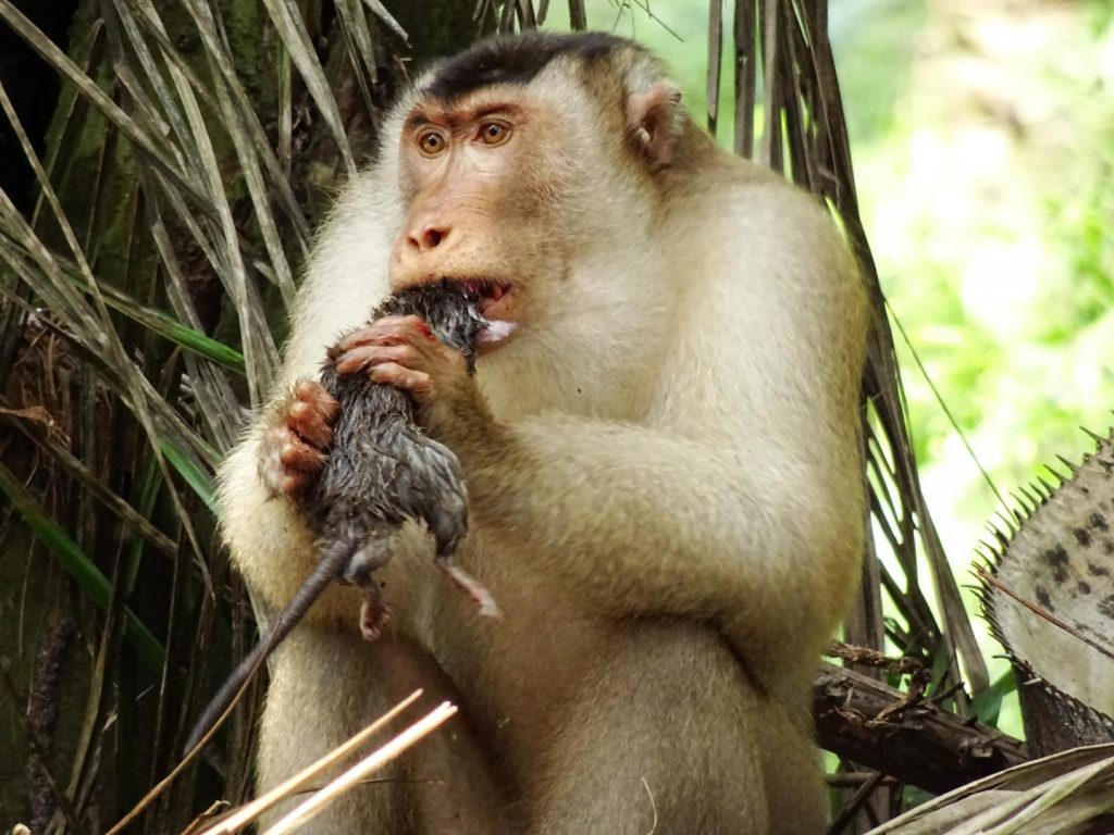 一只成年雄性猪尾猴在棕榈园中享用老鼠大餐.   取自eurekalert!