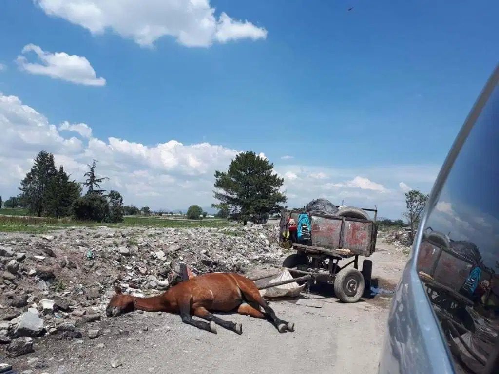 200驴日载280吨垃圾 民众忧动物受虐 墨西哥城市下禁令