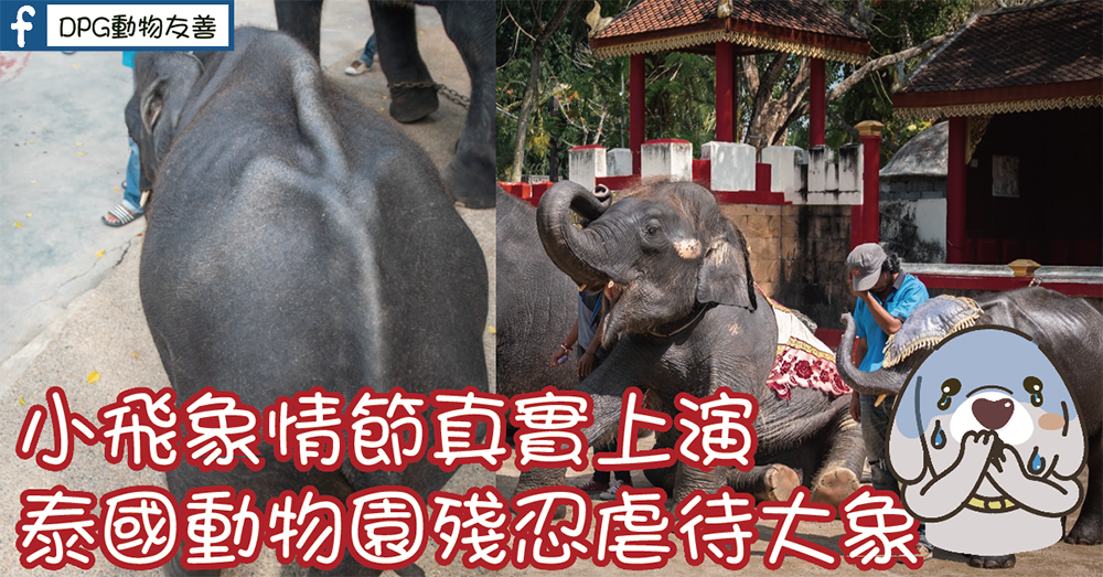 小飛象情節真實上演泰國動物園殘忍虐待大象 動物友善網