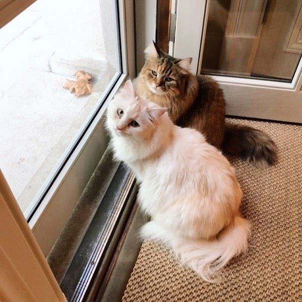 妮可基嫚時常帶著兩隻愛貓到處跑 圖片來源／Nicole Kidman @ Instagram