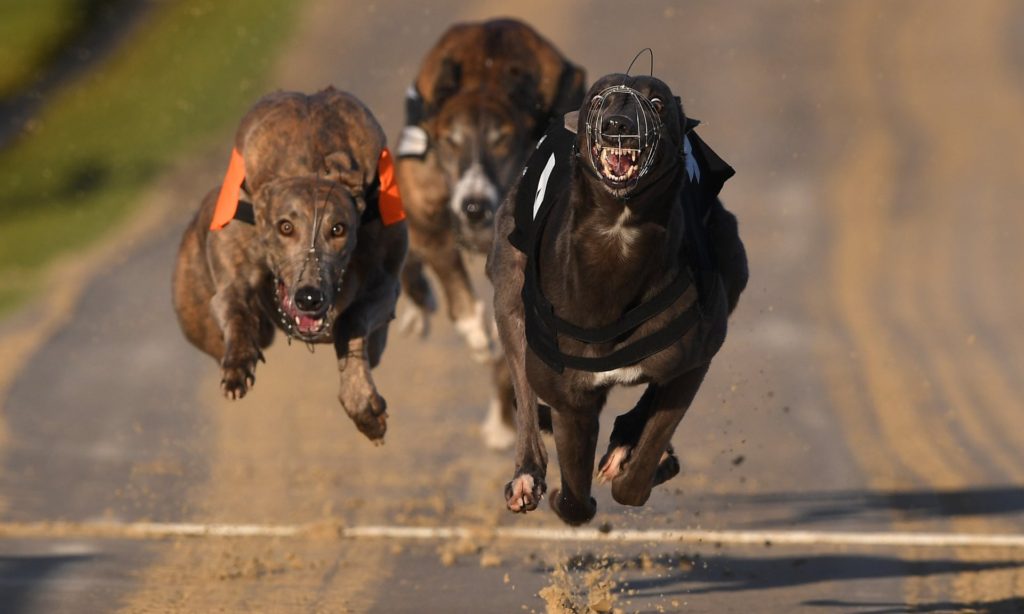 英國格雷伊獵犬委員會表示，他們決心根除賽狗行業可避免的傷害和不必要的死亡。 取自The Guardian