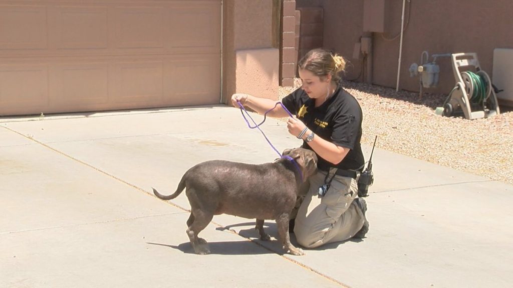 美國動保警察每天都須處理中暑的狗狗 圖片來源／Veronica Acosta@Twitter