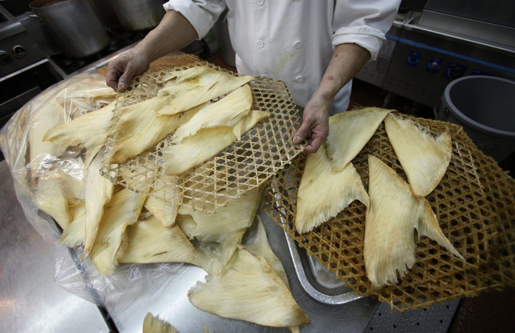 香港一位主廚準備烹煮魚翅。許多環保主義者認為鯊魚數量衰退的一大原因是亞洲美食市場對魚翅（鯊魚鰭）的需求。 取自660 NEWS