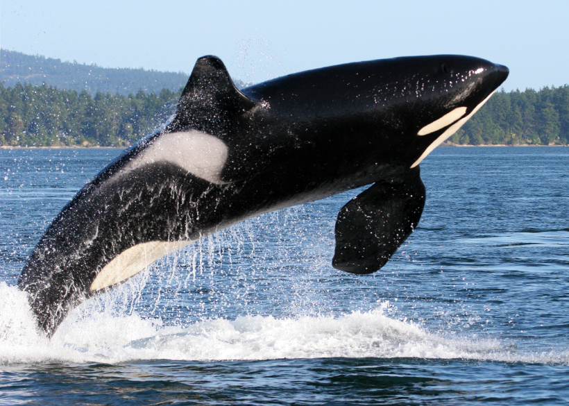 加拿大立法禁止圈養鯨豚 圖片來源／istockphoto