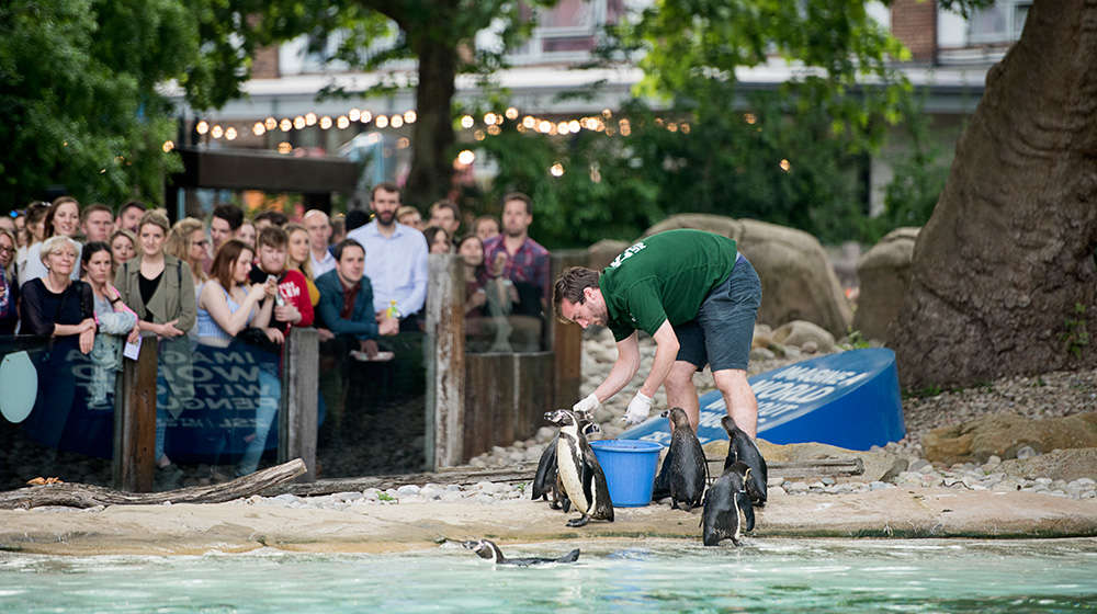 倫敦動物園每年都會在夏天舉辦「動物園之夜」活動。 取自ZSL London Zoo