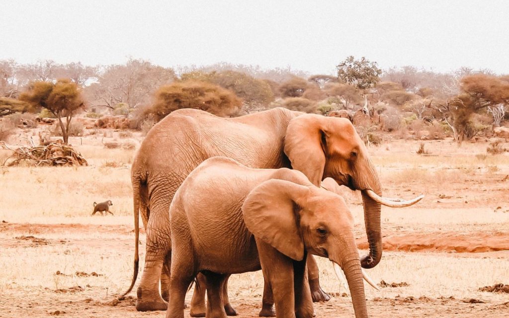 旱災嚴重，納米比亞計畫從保護區拍賣近千隻野生動物，其中包括28隻大象。 取自Journal of African Elephants