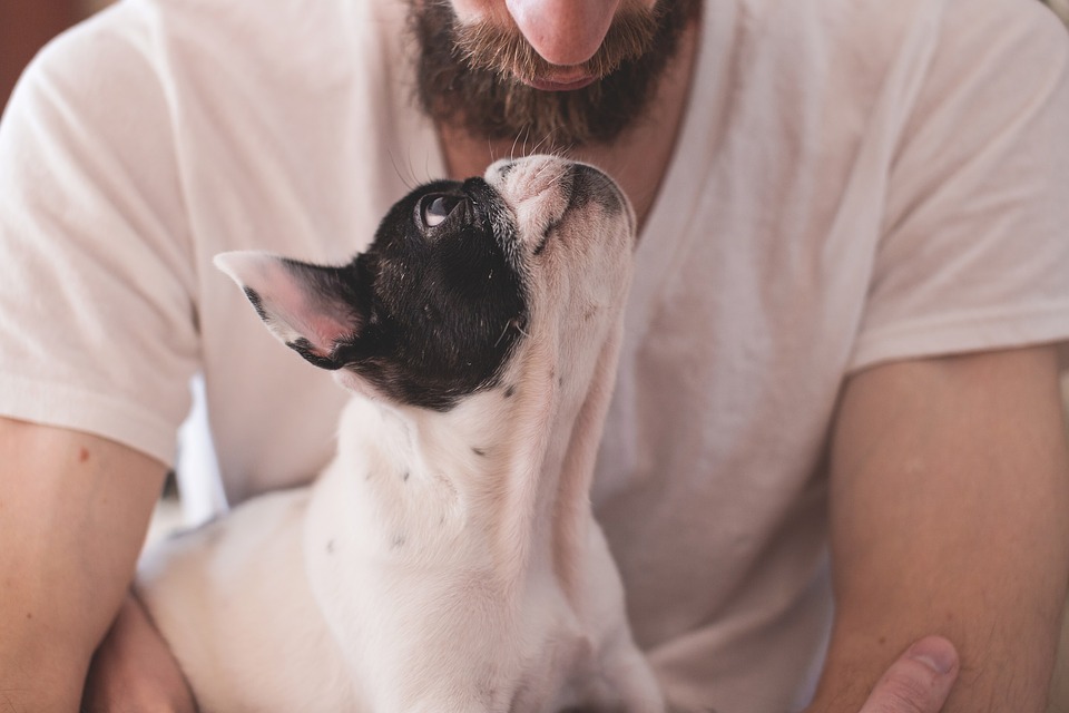 最新研究發現，狗狗與飼主的壓力同步 圖片來源／Pixabay