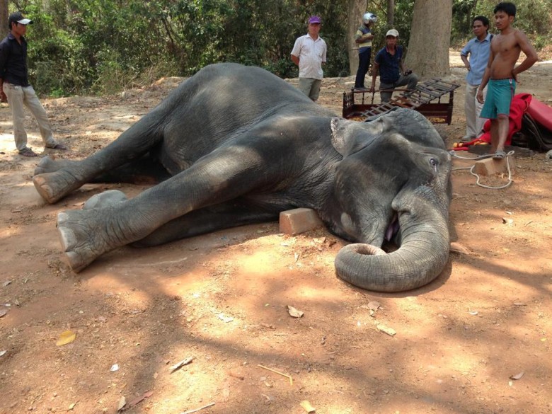 在工作中慘死的大象 圖片來源／Save The Asian Elephant@Instagram