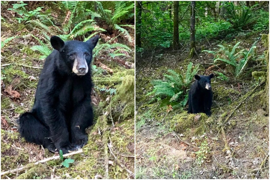 在小熊被射殺前，奧勒岡州華盛頓郡警長辦公室曾發布推文，請民眾遠離小熊出沒的地區，讓牠回到樹林中。照片中的小熊看起來似乎在等待食物。 Twitter@WCSOOregon