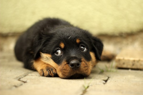 狗的「小狗眼」其實是演化的結果 圖／Pixabay