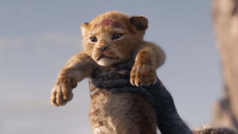 隨著即將上映的《獅子王》電影，迪士尼宣布了一項新的獅子保護計畫。 取自Hollywood Reporter