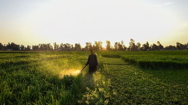 an spraying pesticide