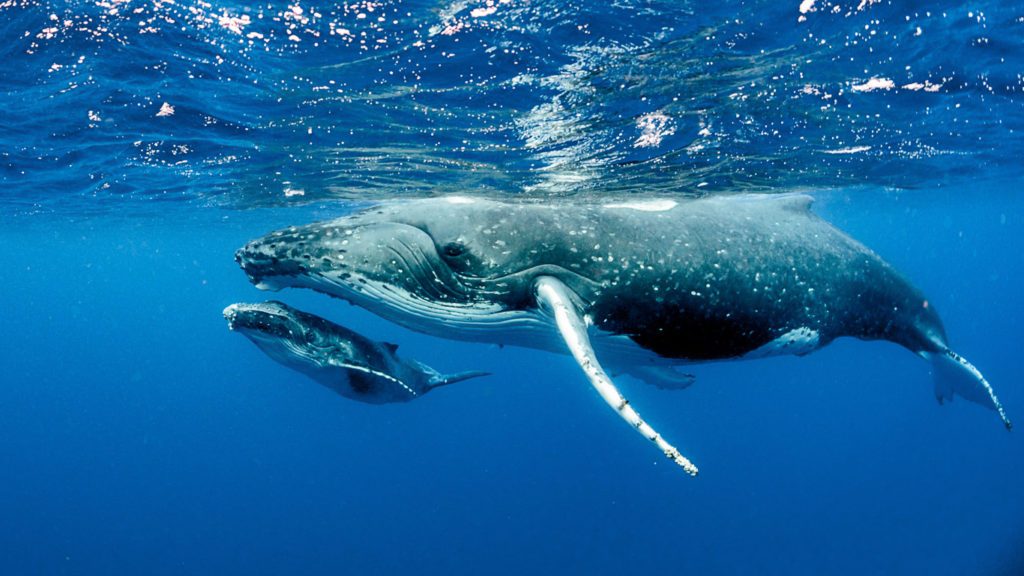 保護鯨魚救地球經濟學家 一隻鯨魚等同幾千棵樹 動物友善網