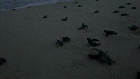 http://www.washingtonpost.com/r/2010-2019/WashingtonPost/2019/10/14/Foreign/Images/2019_seaturtle_waves_dp.gif