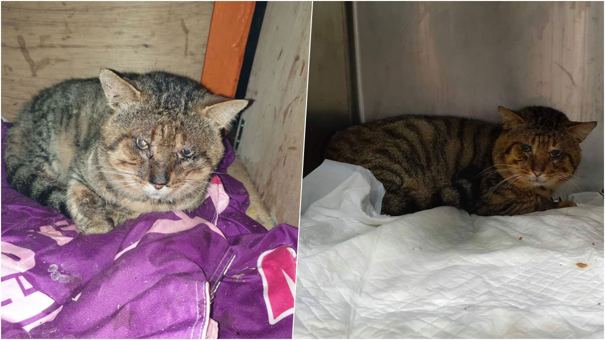 石碇貓屋案令志工憂心孕貓病貓多更有貓去向不明 動物友善網