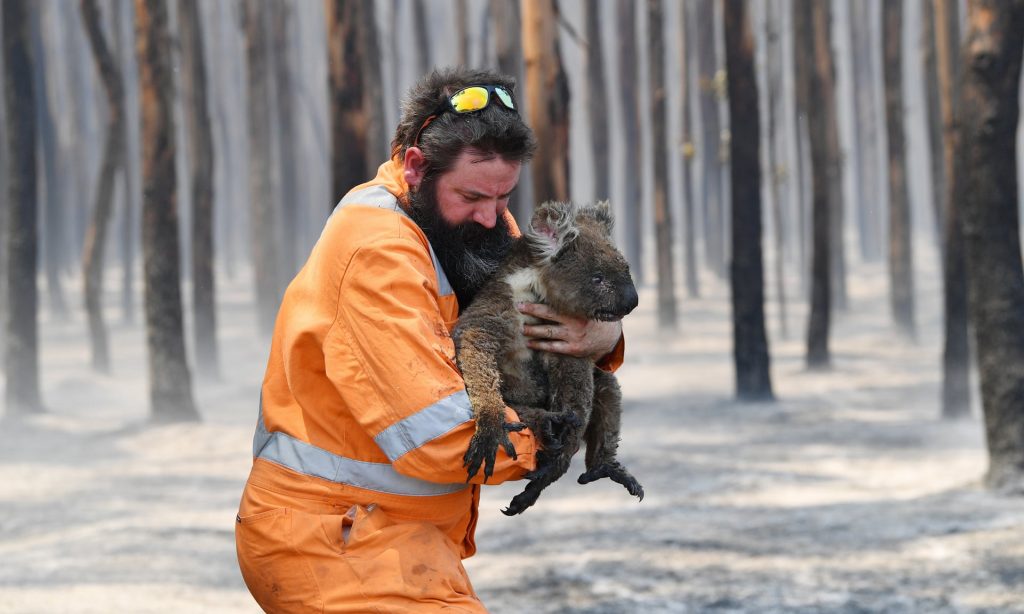 在南澳州袋鼠岛(kangaroo island)上,一位动物救援者抱著幸存的无尾熊