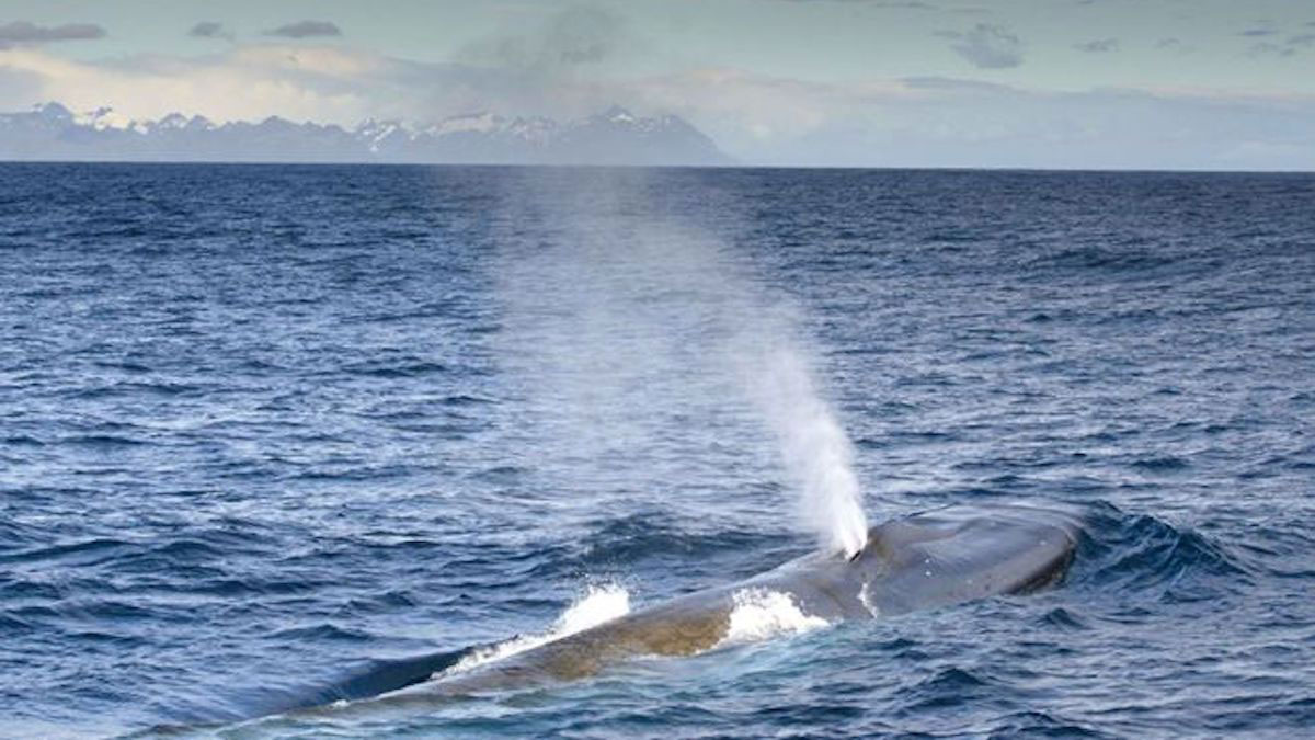 保育有成效瀕危南極藍鯨目擊數創新高- 動物友善網
