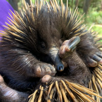 Ethel現在住在克萊蘭野生動物公園，身體已經大致恢復健康。圖片來源／ABC NEWS