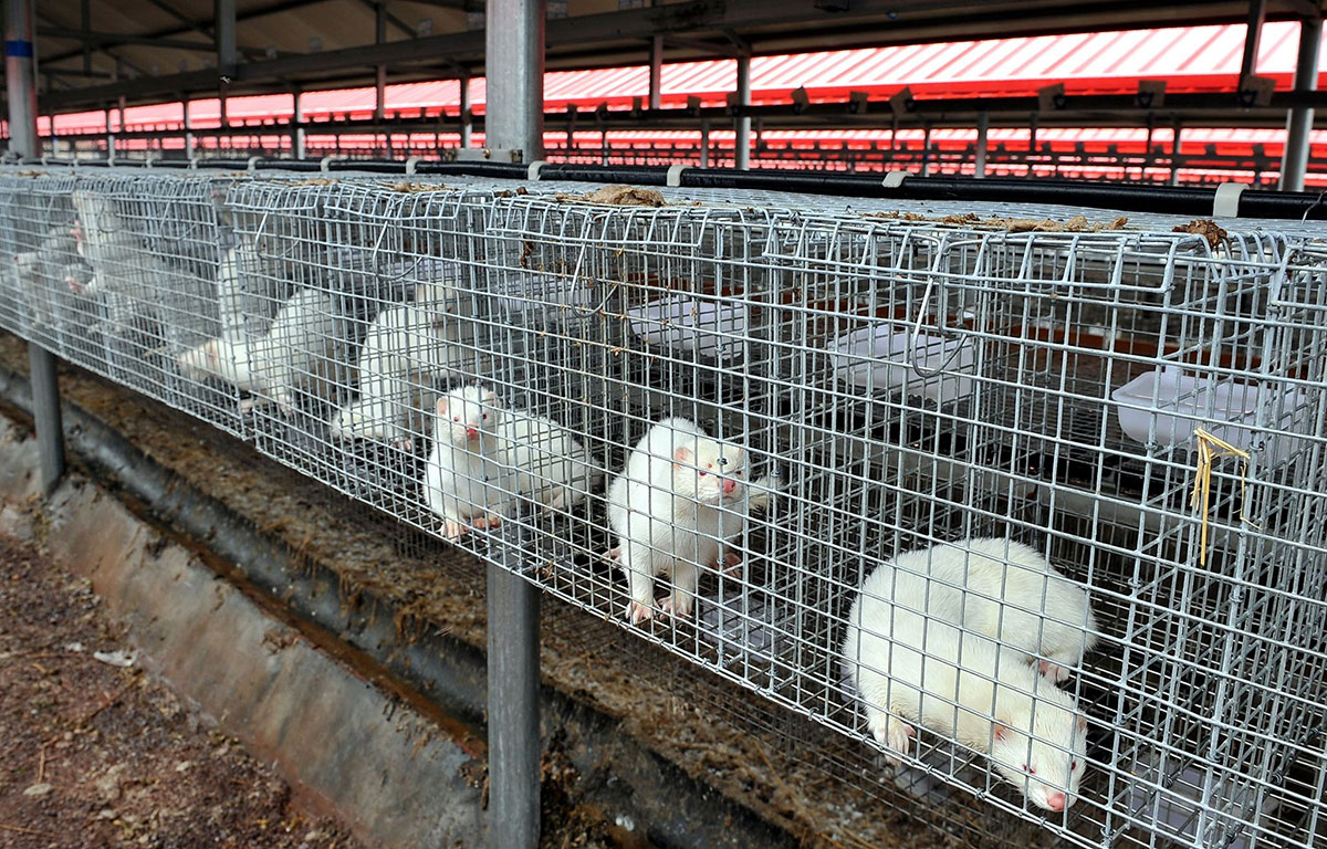 不吃野味 就可以了嗎 中國野生動物養殖隱患仍在 動物友善網