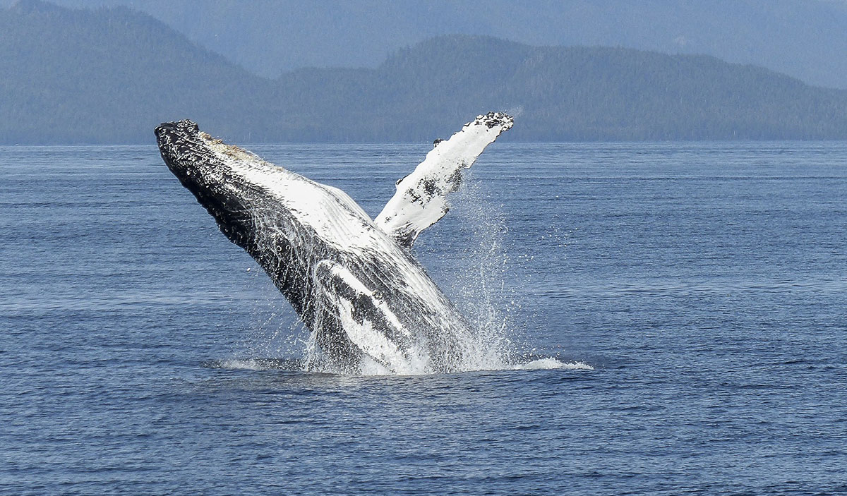 封鎖期間的安靜海洋或將有益於鯨魚- 動物友善網