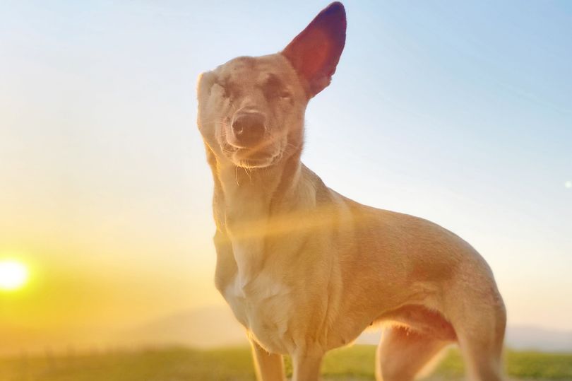 身中超過70彈受虐狗獲救後成為治療犬樂於幫助他人 動物友善網