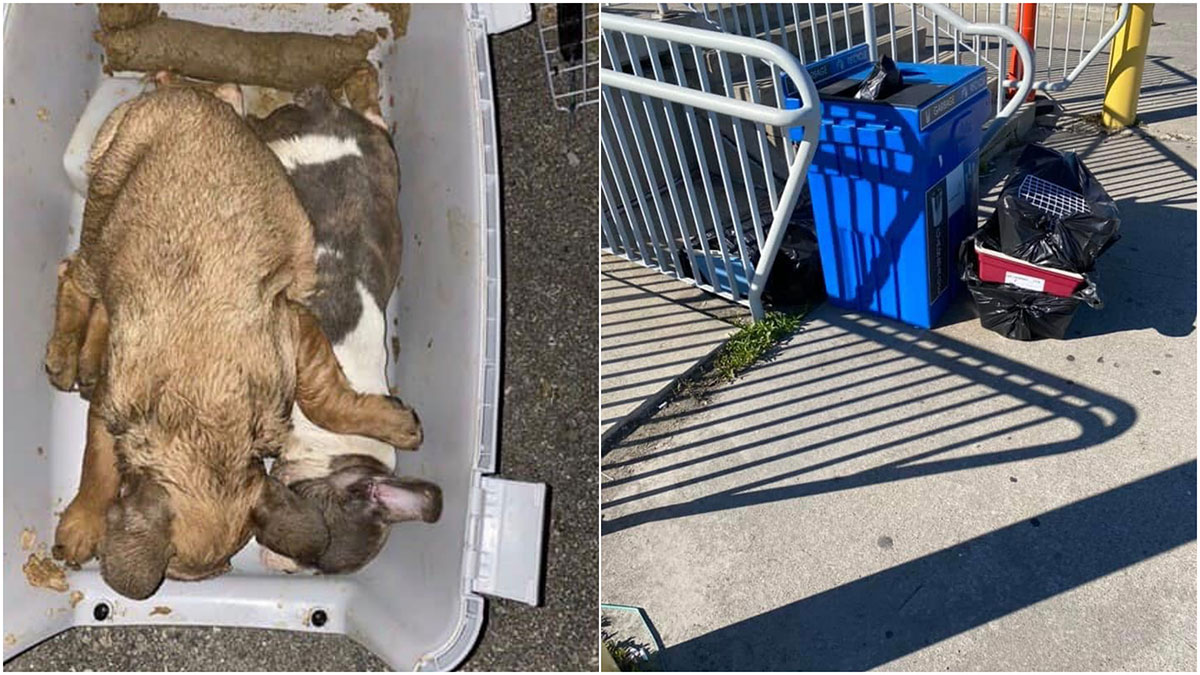 空運500法鬥幼犬落地死38隻烏克蘭航機疑涉寵物走私 動物友善網