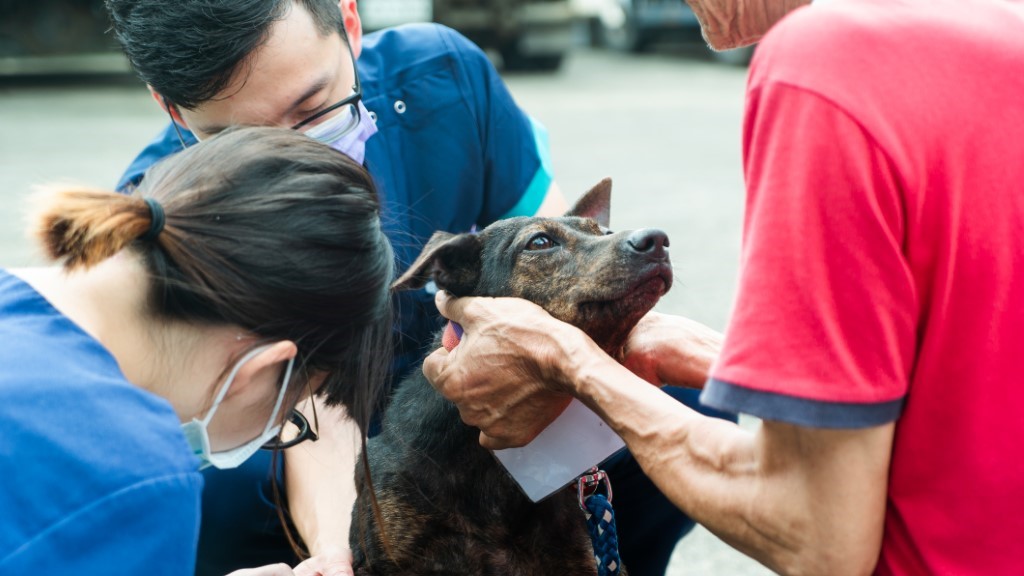 放養犬貓問題多偏鄉獸醫資源少偏鄉絕育行動望改善流浪動物問題 動物友善網