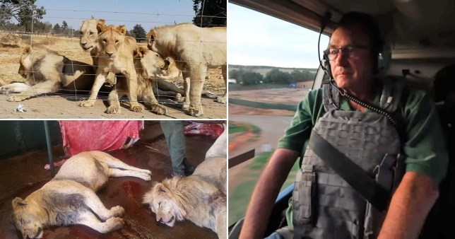 南非圈養獅子活摘頭骨英國政治家揭露不公平的遊戲 動物友善網