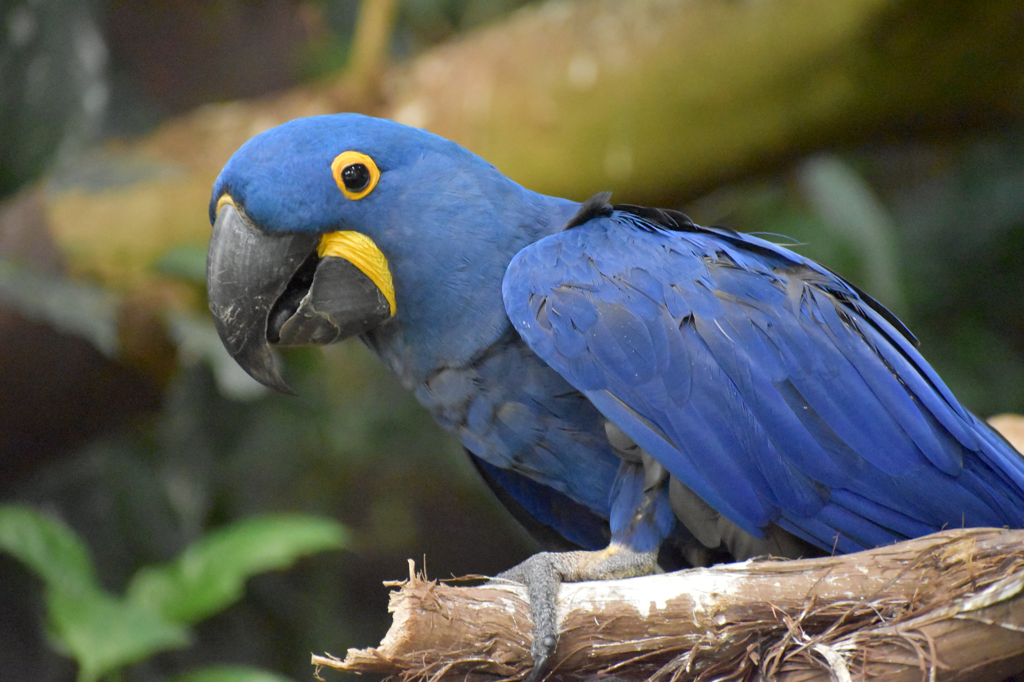 森林裡的藍色小精靈兩種受脅金剛鸚鵡有助大型種子傳播 動物友善網