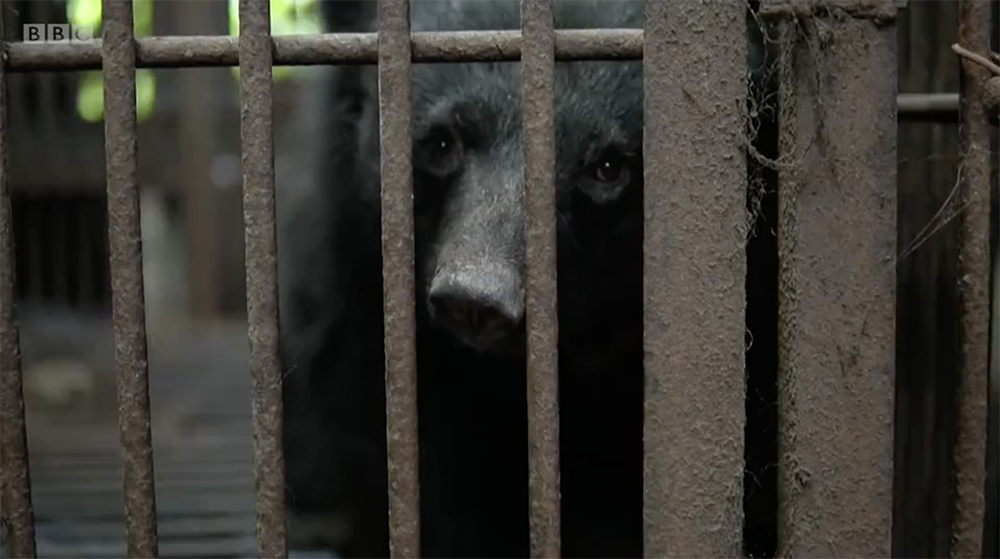 韓國養熊業衰退400黑熊待遇差動保人籲總統出手幫助 動物友善網