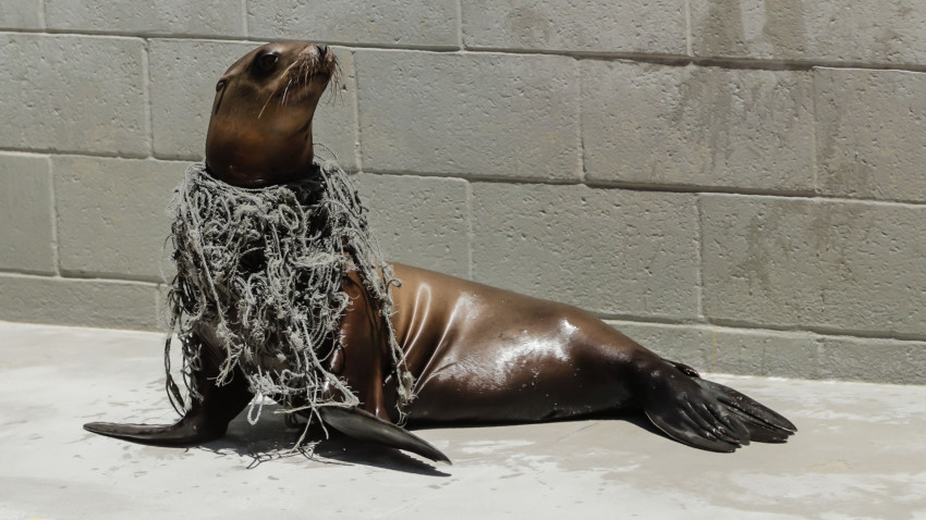 塑膠廢棄物危害大 加州現多起海洋動物纏繞案件 動物友善網