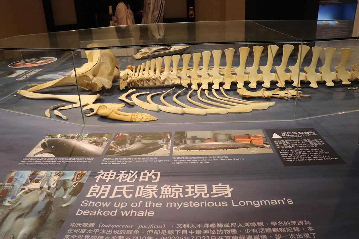 台博館「鯨驗值」特展從捕鯨到保育台灣鯨豚史一次說給你聽- 動物友善網