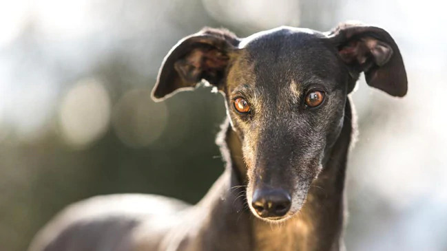 澳洲新州去年逾2 300退休賽犬未被領養保護組織質疑動物去向 動物友善網