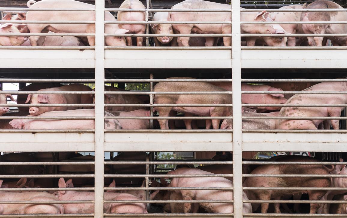 2020年度回顧】英國脫歐動物福利也脫歐兩地區將推活體出口禁令- 動物友善網