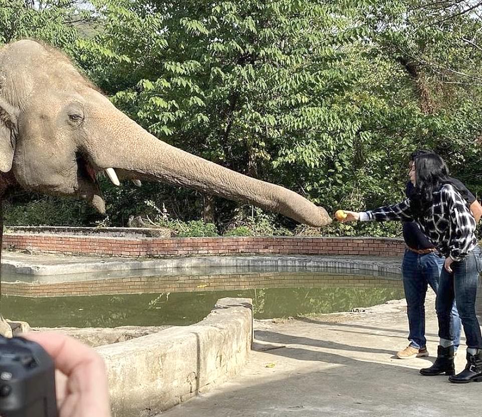 打下漂亮第一仗美國歌手雪兒帶領 解放野生動物 繼續戰鬥 動物友善網