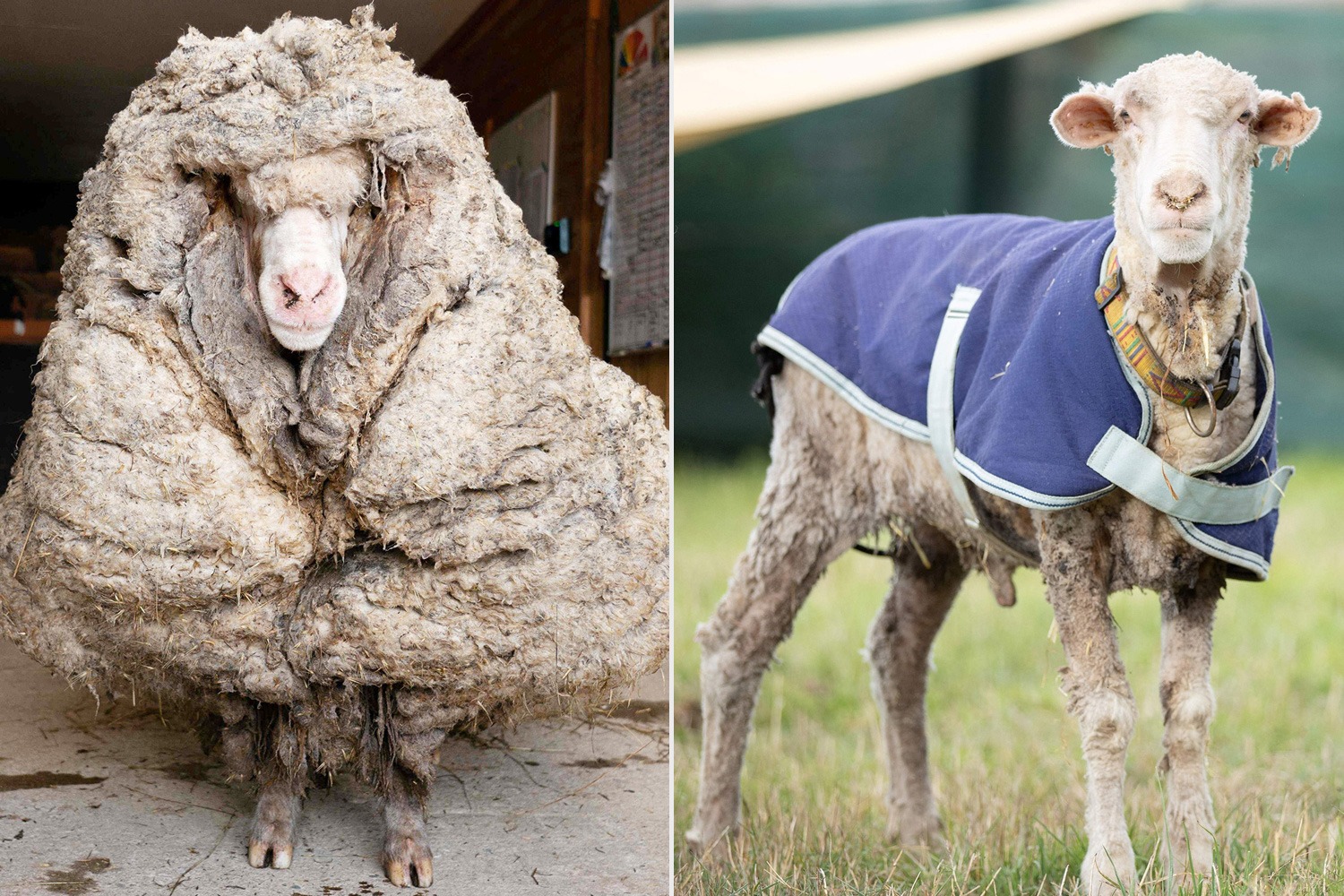 羊毛仿皮毛一体羊剪绒30%澳毛大颗粒绒真皮纹路复合麂皮长毛面料-阿里巴巴