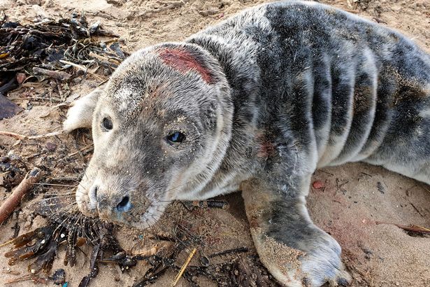 英國寵物犬 民眾騷擾海豹事件頻傳保護組織籲大眾自律 動物友善網