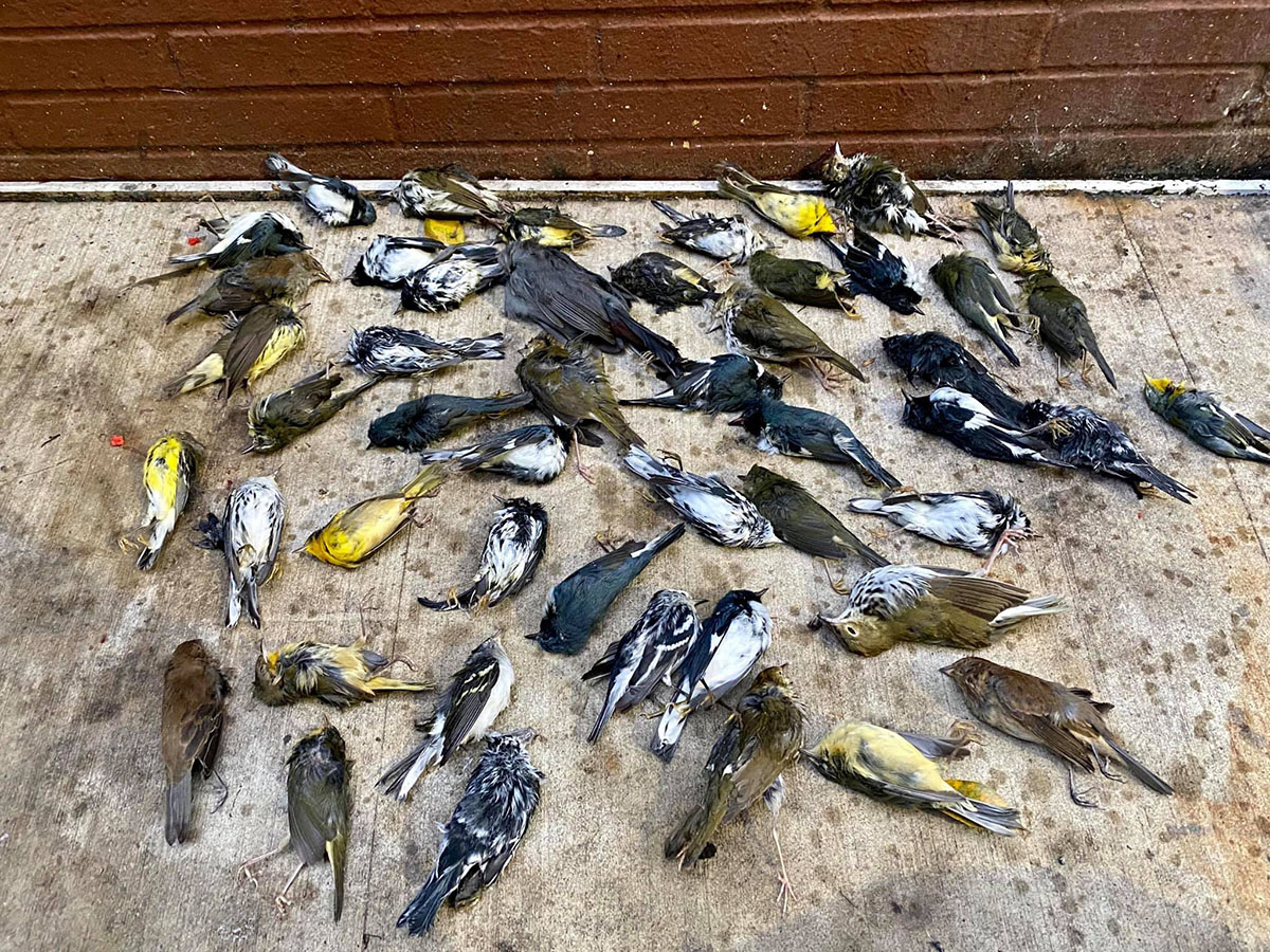 he1birds