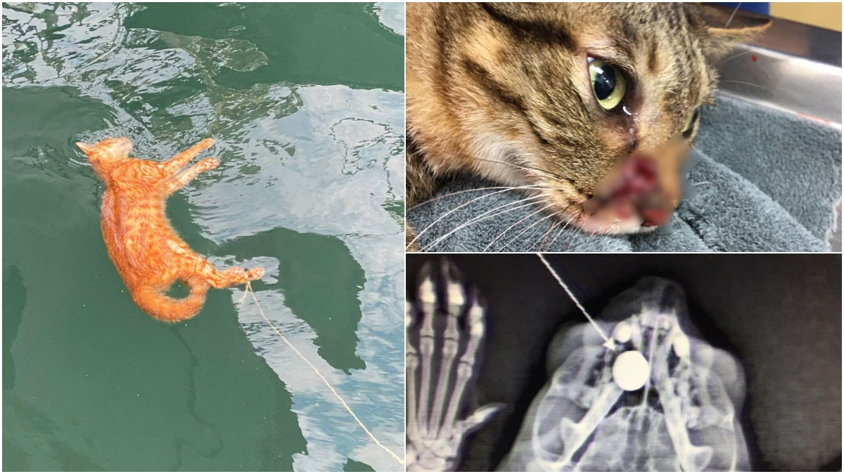 新北 台北接連傳出虐貓案貓咪腿綁麻繩溺死海中 遭開槍擊中臉部 動物友善網