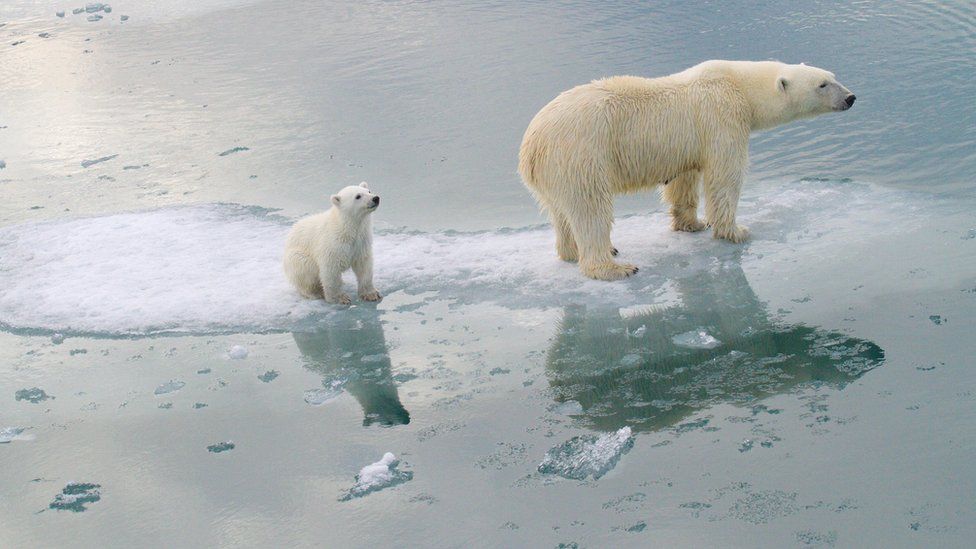 北極熊恐在80年內滅絕學者 全球暖化導致覓食困難 動物友善網