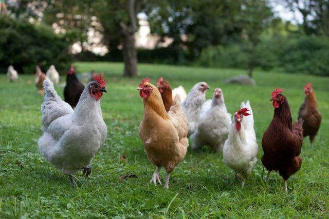 農場動物須有足夠活動空間 肉商上訴遭駁回加州勤物福利公投案指日可待 動物友善網