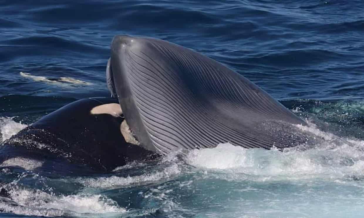 殺手級狠角色！世界最大生物藍鯨也難逃虎鯨之口- 動物友善網