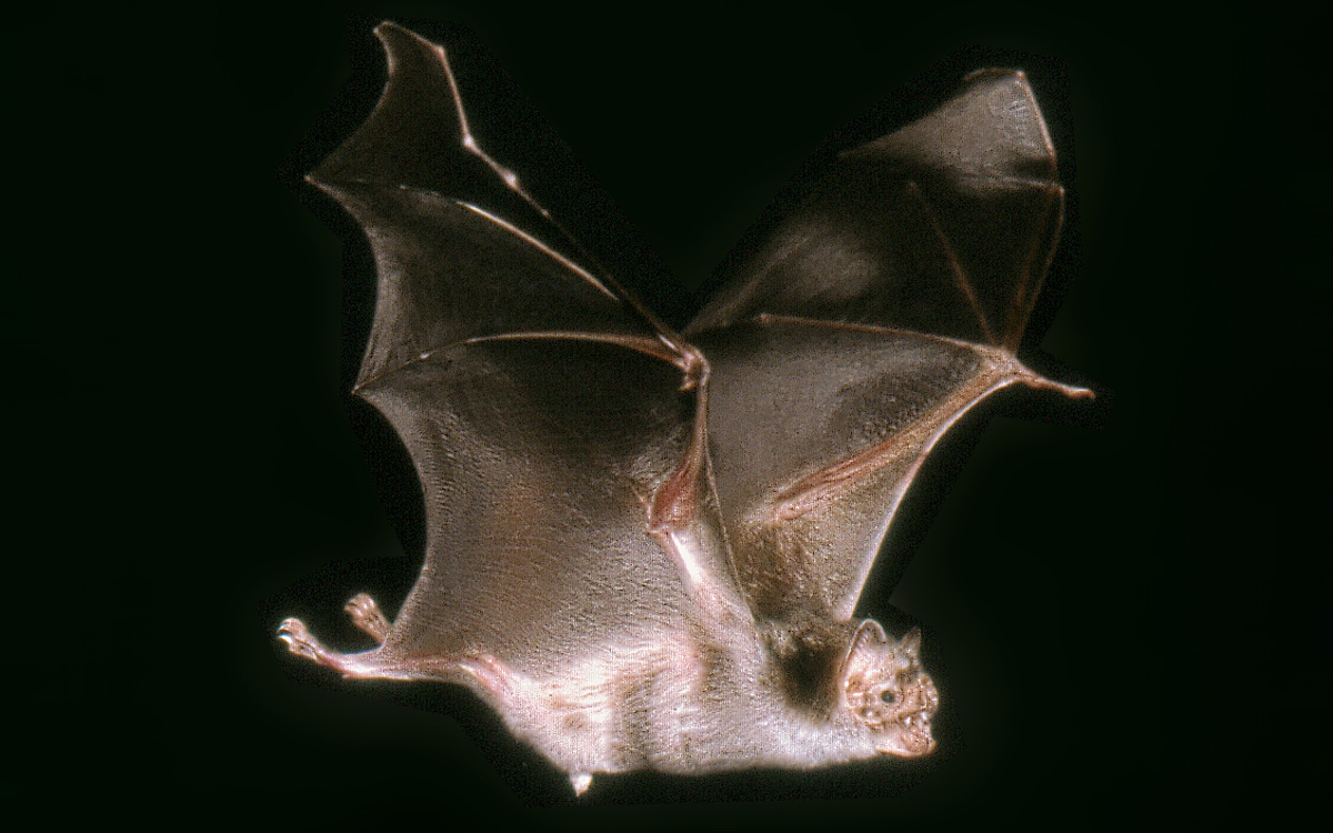 吸血蝙蝠為何能只喝血就能活 基因缺失幫大忙 動物友善網