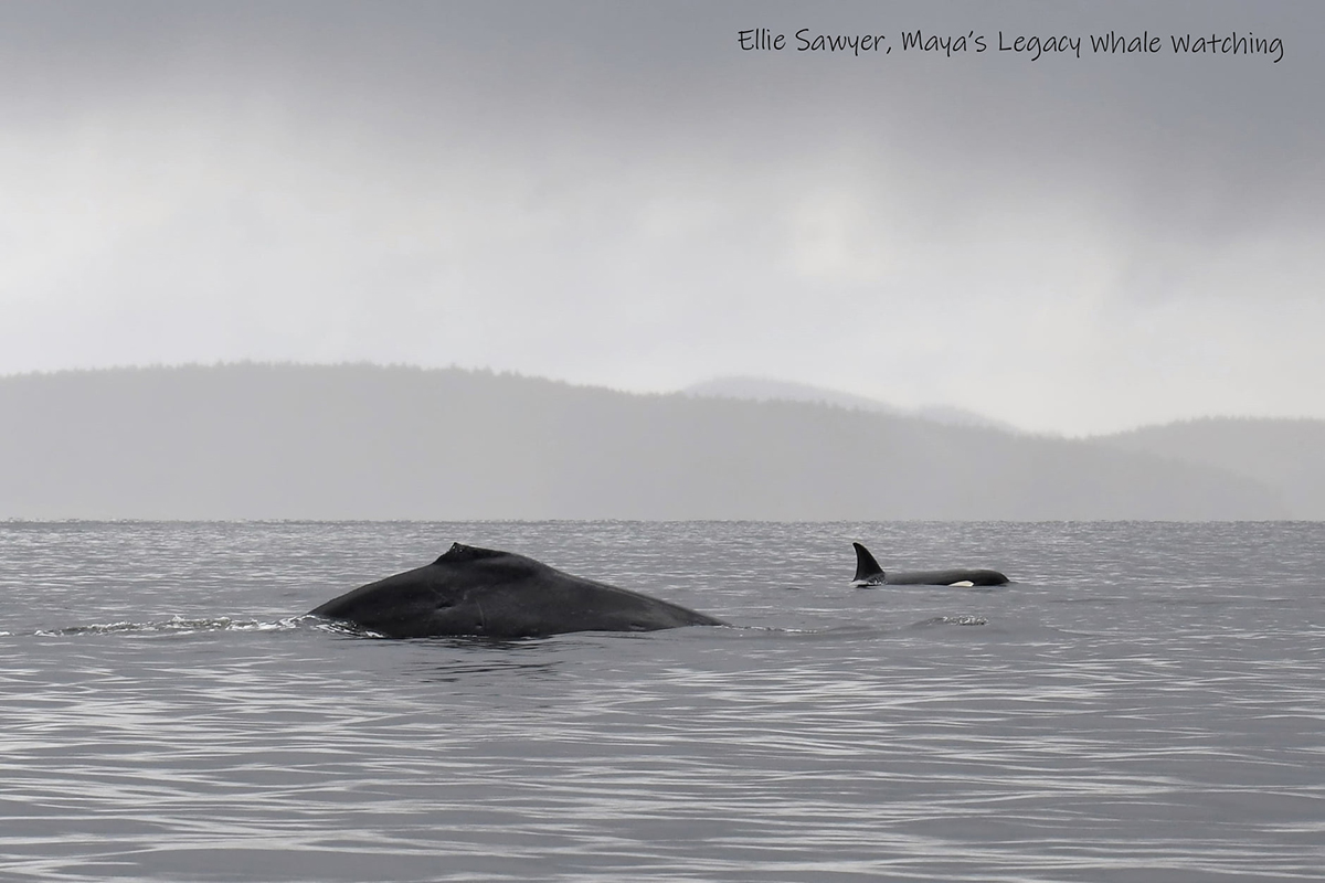 拒絕束手就擒大翅鯨反擊虎鯨群還回過頭來追趕掠食者！ - 動物友善網