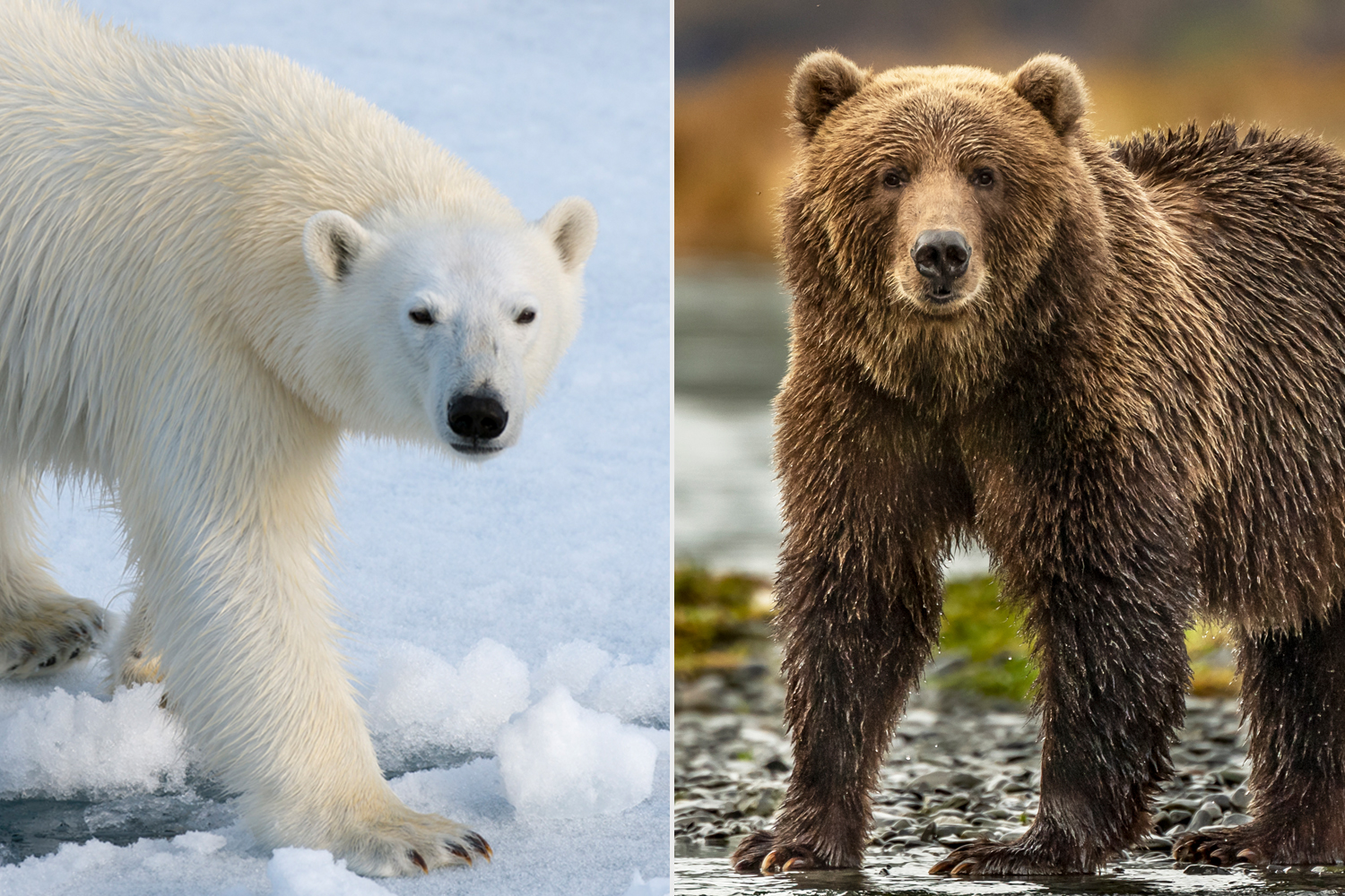 氣候變遷增加北極熊 灰熊相遇機會未來可能將有更多 灰北極熊 動物友善網