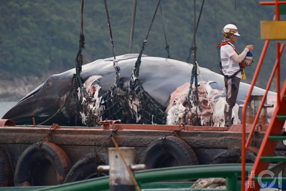 鯨魚現蹤香港引圍觀悲劇收場保育團體、議員批政府“慢半拍” - 動物友善網