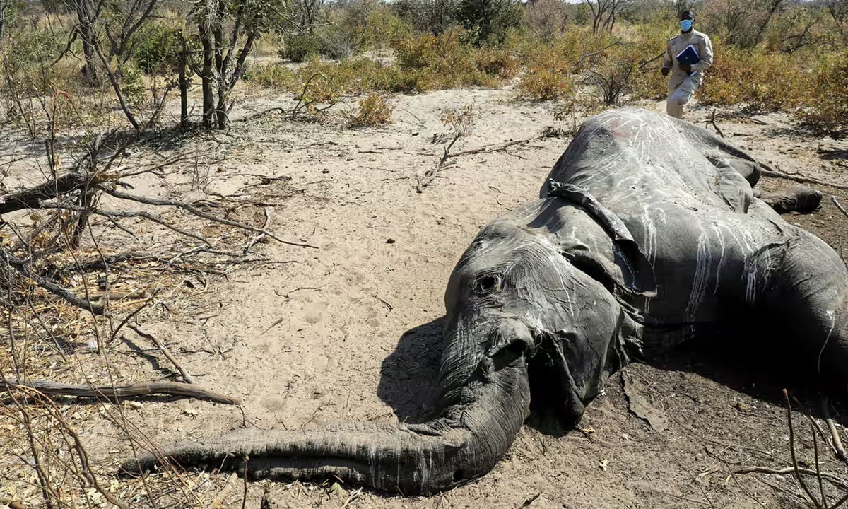 三年前非洲象大規模神秘繞圈死亡事件原來是罕見細菌導致- 動物友善網