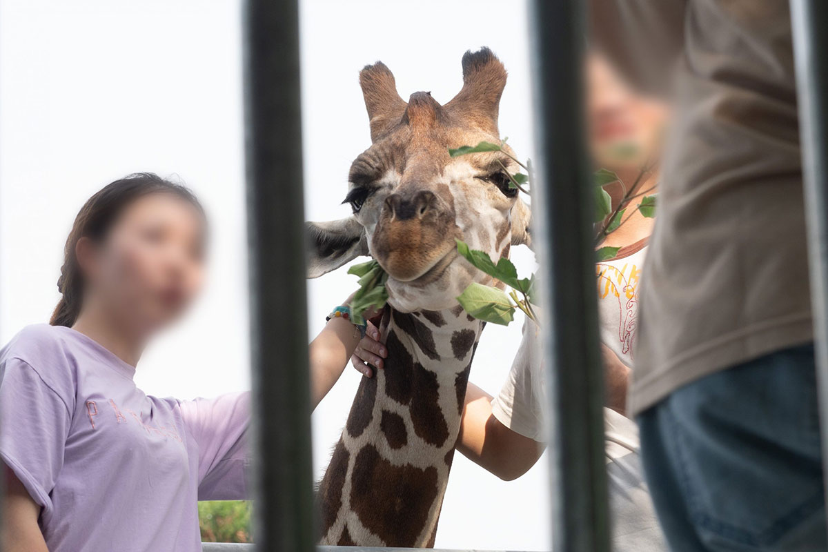 動團搶救長頸鹿 三方頻繁溝通化解危機
