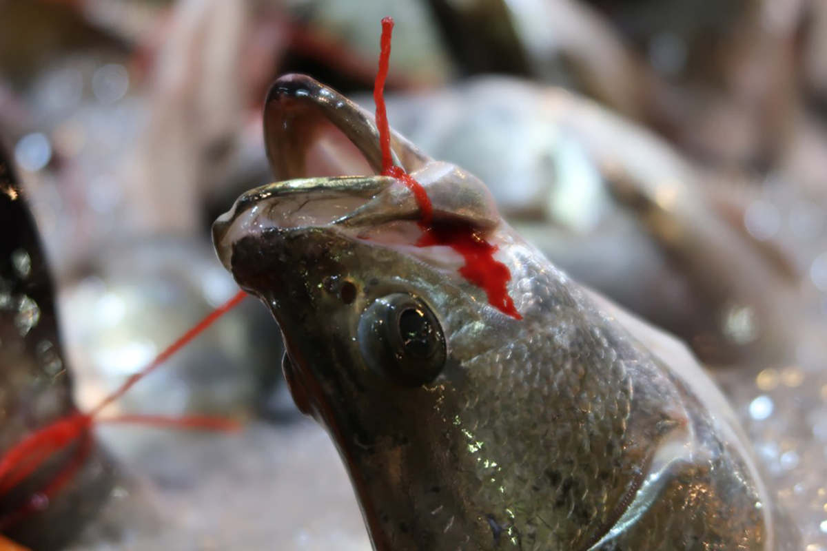 一根繩子從魚嘴捆拉至尾鰭，常可見出血或鱗片脫落，暗藏飲食安全疑慮。（臺灣動物社會研究會提供）