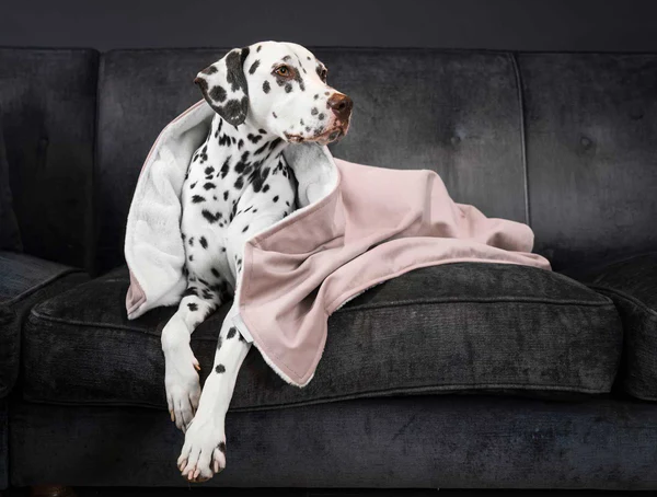 【寵物天地】寵物美容很好賺?揭開店家營運秘訣 收費高者需有附加價值